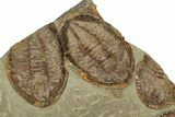 Wide Cluster Of Six Large Asaphid Trilobites - Antennae Preserved #359411-5